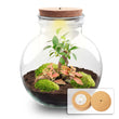 Teddy Bonsai - DIY Planten terrarium - Ecosysteem plant - Ø 25 cm ↑ 26,5 cm