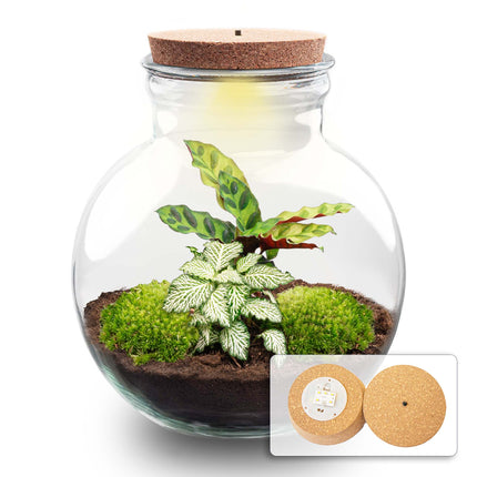 Teddy - DIY Planten terrarium - Ecosysteem plant - Ø 25 cm ↑ 26,5 cm