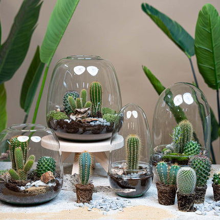 Cactus Terrarium Fat Joe -  Cactus in vaas
