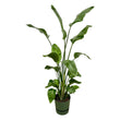 Strelitzia Nicolai inclusief elho Greenville Round groen - ↑ 180 cm - Ø30