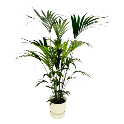 Kentia palm inclusief elho Greenville Round wit - ↑ 160cm - Ø30