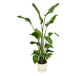 Strelitzia Nicolai inclusief elho Greenville Round wit - ↑ 180 cm - Ø30