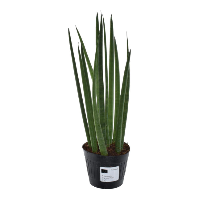 Sansevieria cylindrica 'Bacularis' / Mikado  - ↑38 cm - ø10,5