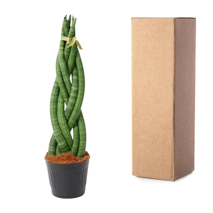 Sansevieria cylindrica 'Twist' - ↑ 40 cm - ø10,5