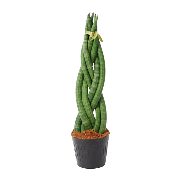 Sansevieria cylindrica 'Twist' - ↑ 40 cm - ø10,5