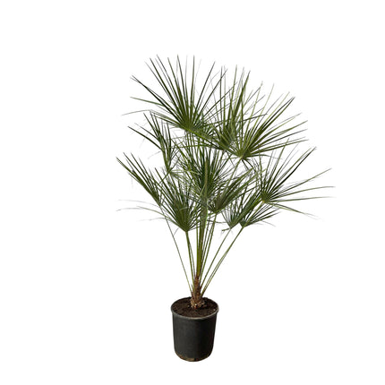 Chamaerops Humilis op stam - ↑ 160 cm - Ø28cm