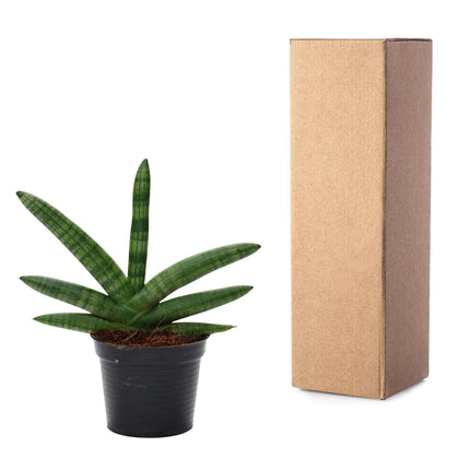 Sansevieria Skyline - ↑ 25 cm - ø10,5