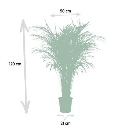 Areca palm - Ø21cm - ↑ 110cm