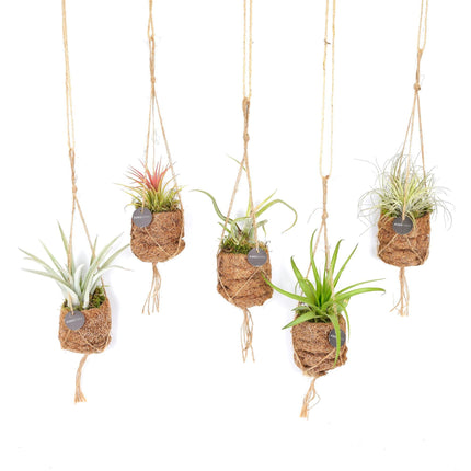 Kokodama Birdnest Tillandsia Mix - 8 stuks - Ø7cm - ↑ 5cm