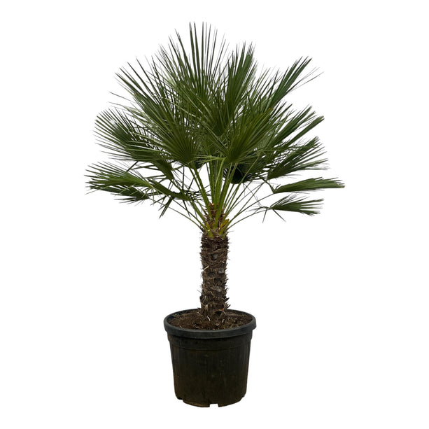 Chamaerops Humilis op stam - ↑ 150 cm - Ø45cm