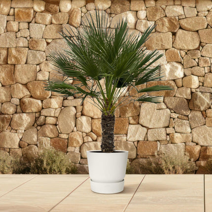 Chamaerops Humilis op stam - ↑ 150 cm - Ø45cm