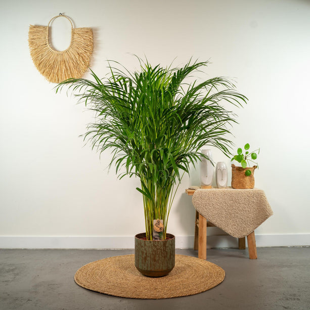 Areca palm - Ø21cm - ↑ 110cm