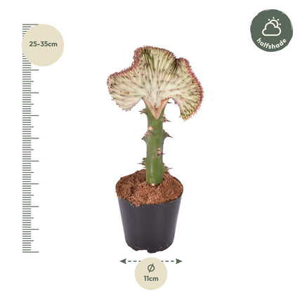 Euphorbia lactea Cristata rood - ↑ 30 cm - ø10,5