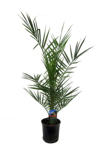 Phoenix Canariensis - ↑ 80 cm - Ø15cm