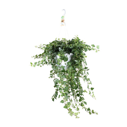 Hedera Helix Wonder - Ø24 - ↑ 70cm - Hangplant