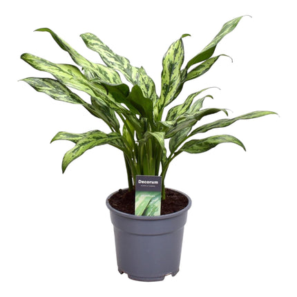 Collection image for: Aglaonema (Chinese Evergreen)