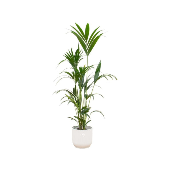 Kentia palm inclusief elho Vibes Fold Round wit - ↑ 160cm - Ø30