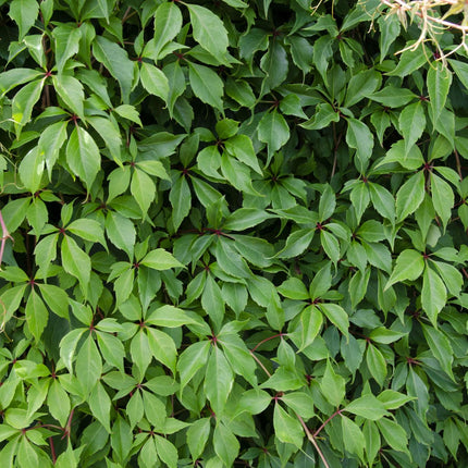 4x - Parthenocissus q. var. 'Engelmannii' - ↨65cm - Ø15