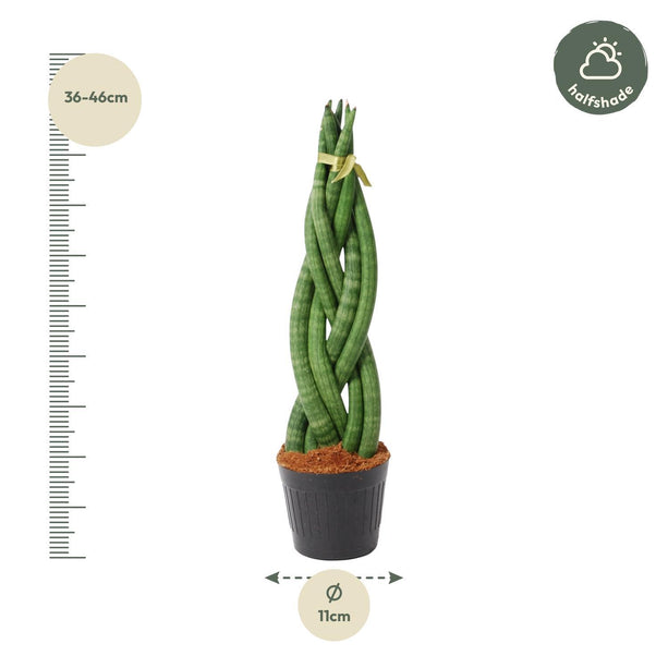 Sansevieria cylindrica 'Twist' - ↑ 40 cm - ø10,5