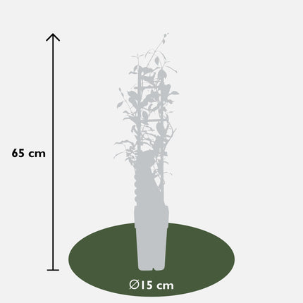 2x - Trachelospermum 'Star of Ibiza' - ↨65cm - Ø15