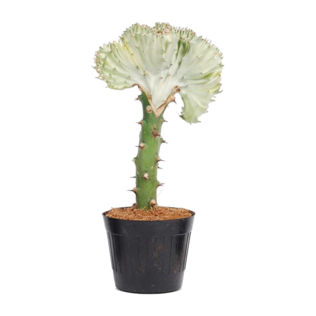 Euphorbia lactea Cristata wit - ↑ 30 cm - ø10,5