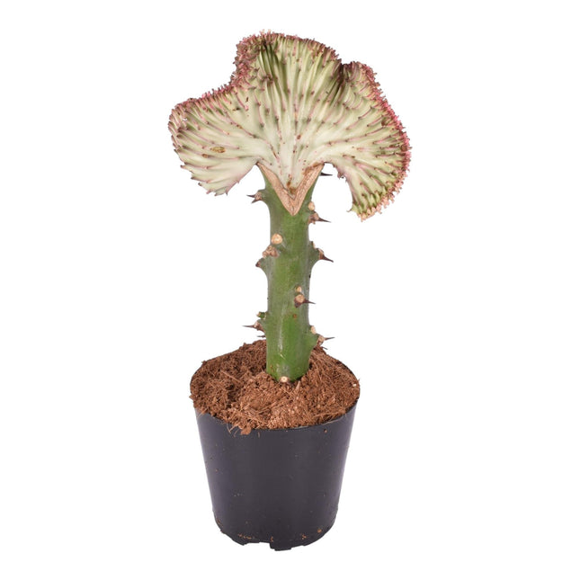 Euphorbia lactea Cristata rood - ↑ 30 cm - ø10,5