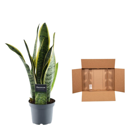 Sansevieria Laurentii - ↑ 45 cm - ø12