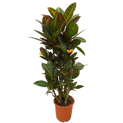 Codiaeum (Croton) Petra vertakt - ↑ 100 cm - Ø21cm