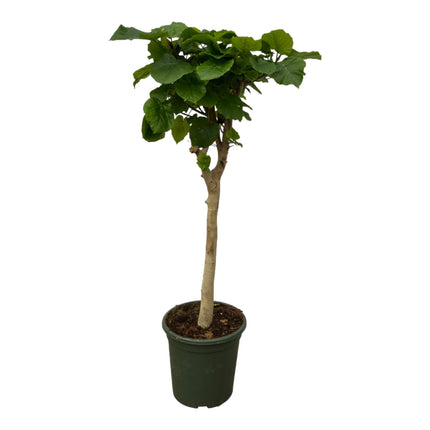 Ficus Umbellata stam - ↑ 130 cm - Ø33cm