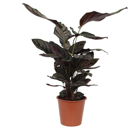 Calathea Sanderiana - ↑ 80 cm - Ø19cm