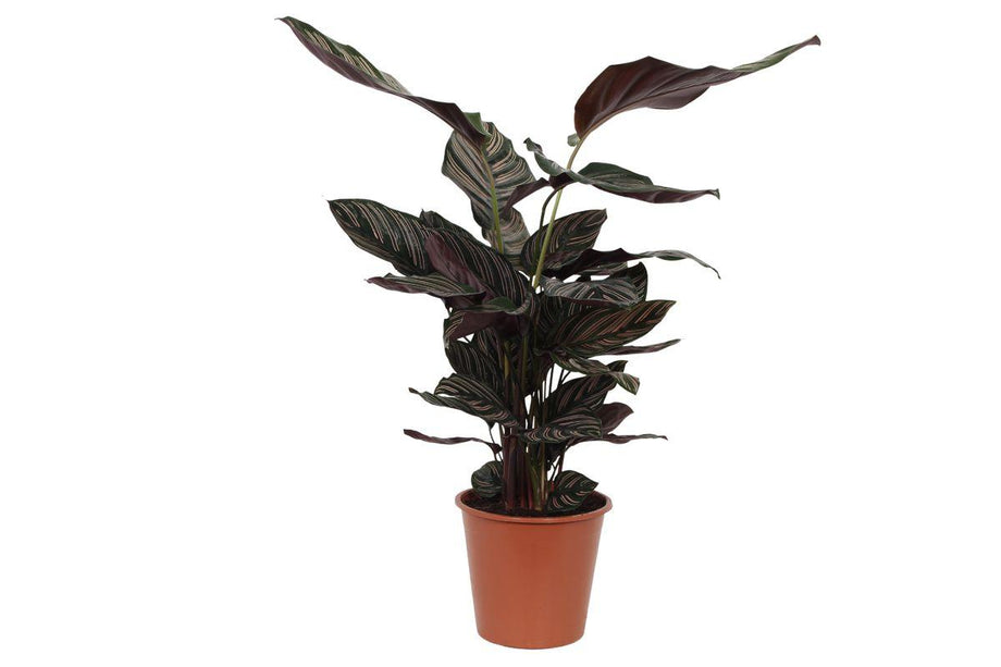 Calathea Sanderiana - ↑ 80 cm - Ø19cm