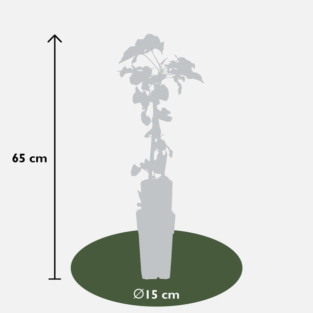 4x - Fallopia baldschuanica - ↨65cm - Ø15