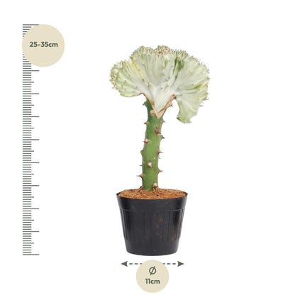 Euphorbia lactea Cristata wit - ↑ 30 cm - ø10,5