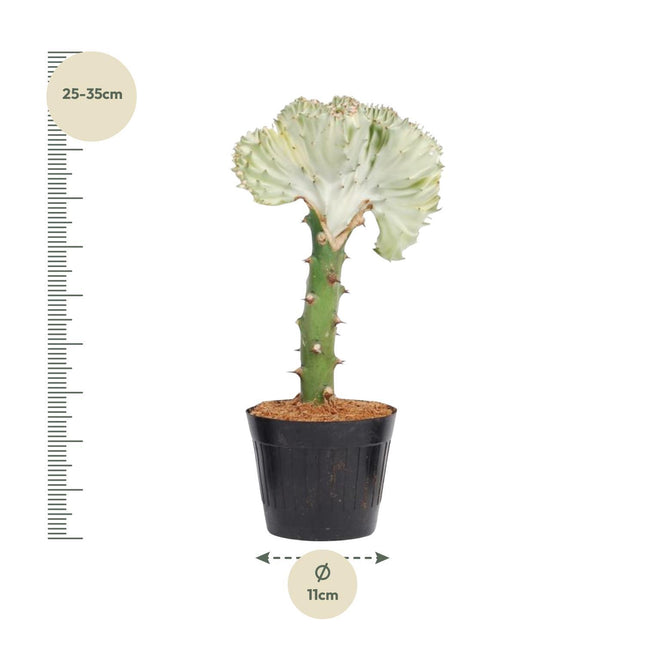 Euphorbia lactea Cristata wit - ↑ 30 cm - ø10,5