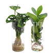 Cylinder glas Duo Monstera/Clusia - 2 stuks - Ø12cm - ↕25-40cm