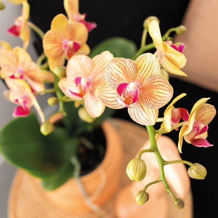 Kolibri Orchids | Gift set | Groene plant met oranje Phalaenopsis orchidee in Candy sierpotten op wit organisch dienblad