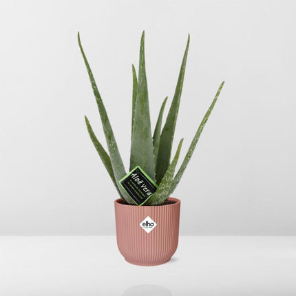 Aloe Vera met Elho Vibes Fold roze