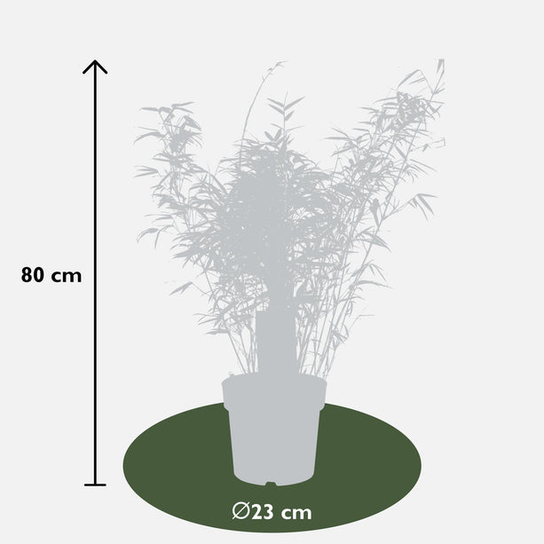 Fargesia rufa - Niet Woekerende Bamboe - Ø 23cm - ↑ 80cm