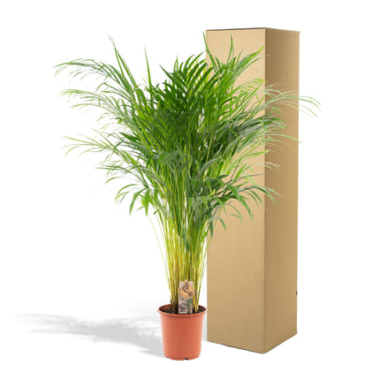 Areca palm - Ø21cm - ↑ 110cm