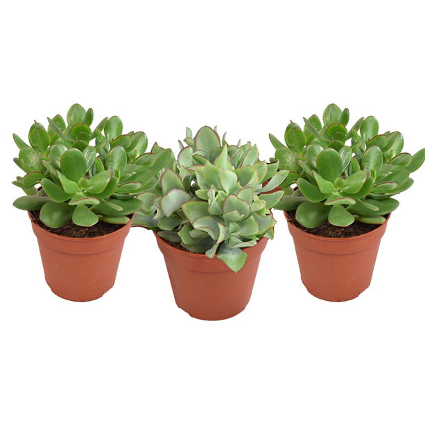 *PROMO JULI* Crassula Gemengd - 3 stuks - Ø12cm - ↑ 20cm