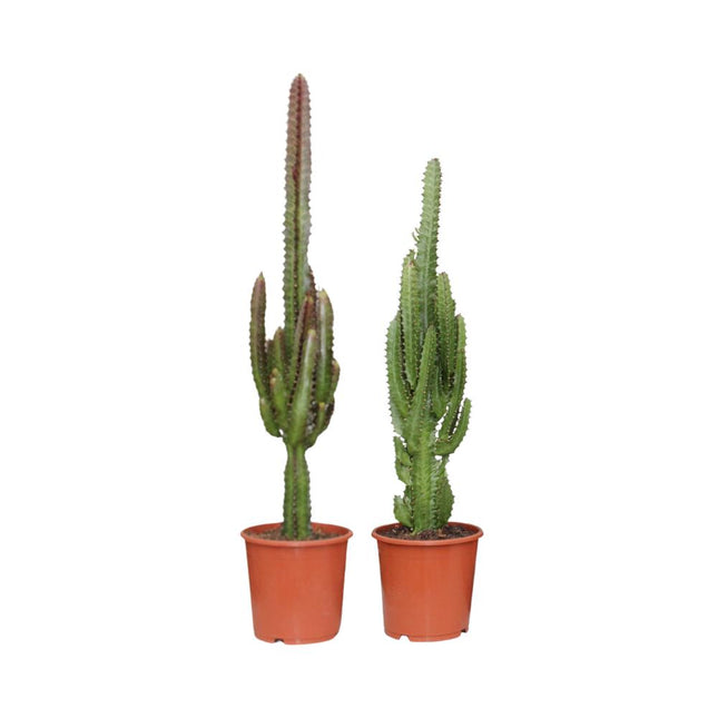 *PROMO JULI* Euphorbia Groen / Rood - 2 stuks - Ø17cm - ↑ 75cm