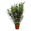 Nerium Oleander struik met roze bloem - ↑ 110 cm - Ø27cm