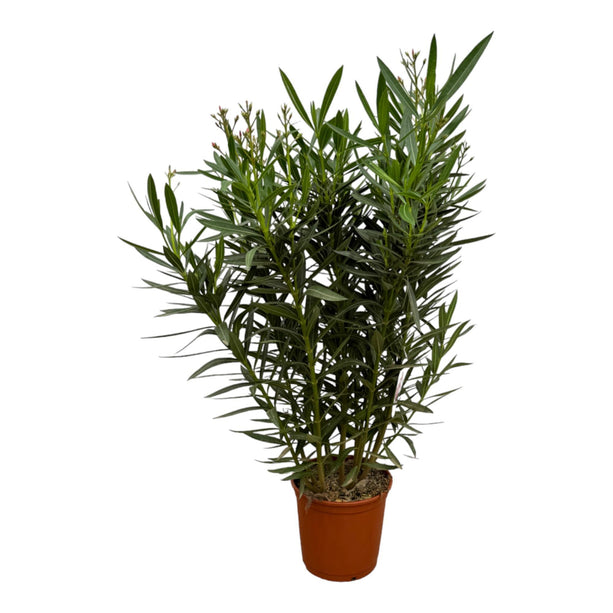 Nerium Oleander struik met roze bloem - ↑ 110 cm - Ø27cm