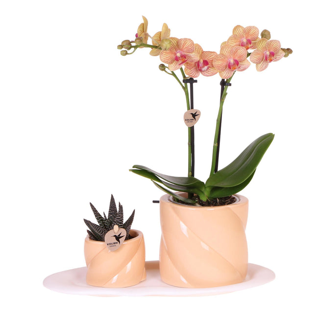 Kolibri Orchids | Gift set | Groene plant met oranje Phalaenopsis orchidee in Candy sierpotten op wit organisch dienblad