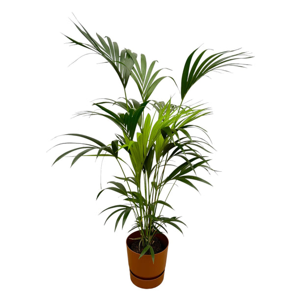 Kentia palm inclusief elho Greenville Round bruin - ↑ 160cm - Ø24