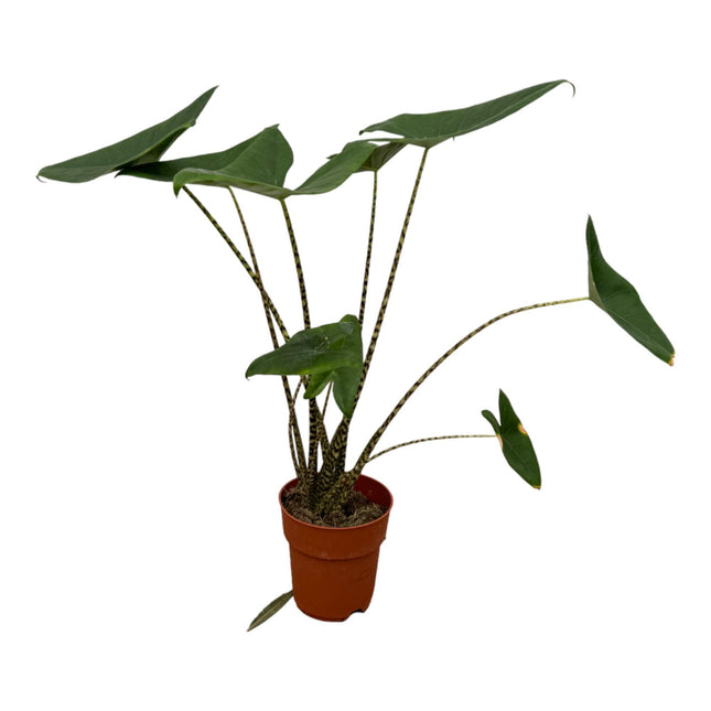 Alocasia Zebrina - ↑ 80 cm