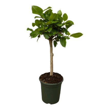 Ficus Altissimo variegata - ↑ 120 cm - Ø33cm