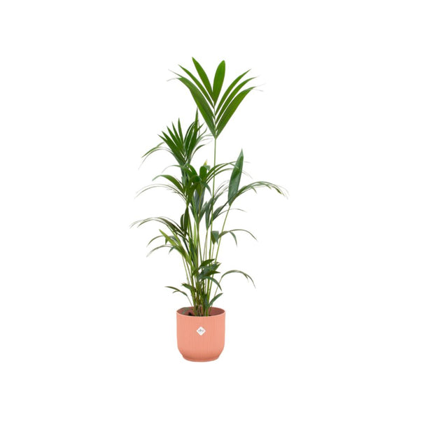 Kentia palm inclusief elho Vibes Fold Round roze - ↑ 160cm - Ø30