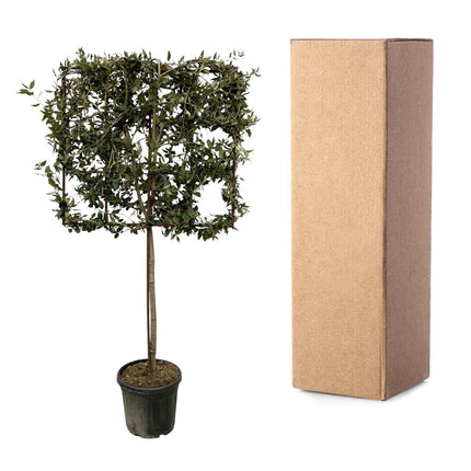 Quercus ilex boom op rek - ↑ 225 cm - Ø40cm