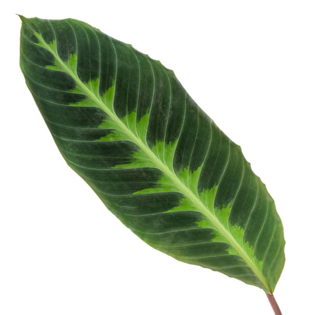 Calathea Warscewiczii - ↑ 80 cm - Ø19cm